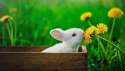 九游网-快船主场连胜乔治再砍高分，快船连胜纪录